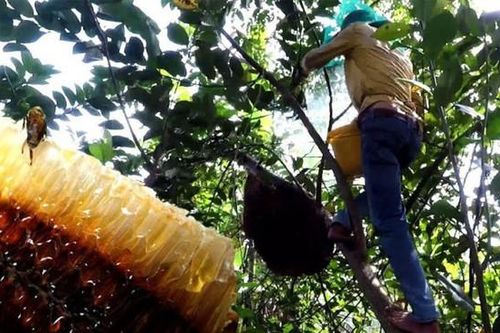 Người đàn ông mất tích bí ẩn khi vào rừng lấy mật ong