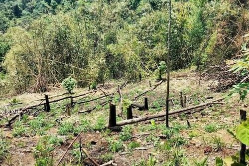 Khởi tố đối tượng chặt phá, đốt rừng tại Vườn quốc gia Xuân Sơn