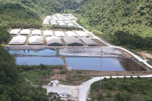 Trang trại heo gây ô nhiễm ở đầu hồ chứa nước