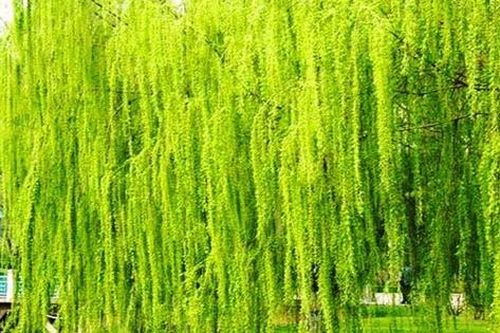Các cụ dặn: 'Trong sân không trồng 3 cây, con cháu bình an, vô sự'