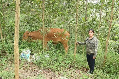 Giảm nghèo bền vững nhờ được hỗ trợ sinh kế và nhà ở
