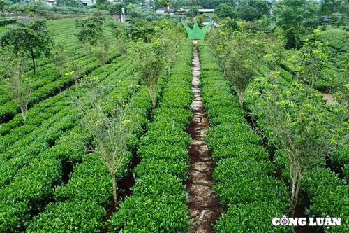 Chiêm ngưỡng vườn chè cổ hàng trăm tuổi ở Thái Nguyên