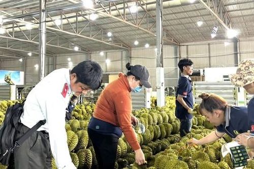 Phát hiện nhiều vi phạm của doanh nghiệp sầu riêng