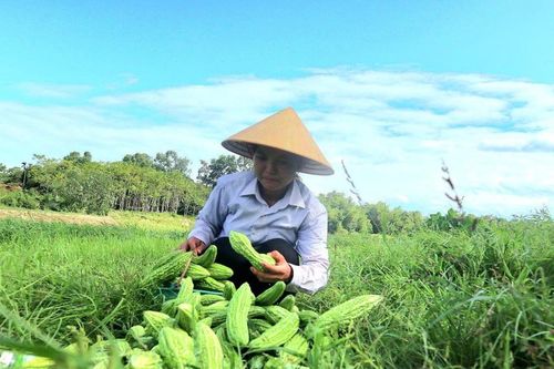Kinh nghiệm sản xuất né lũ của nông dân Nghệ An