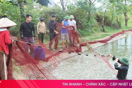 Nông dân chủ động gia cố hồ nuôi, thu hoạch sớm tôm trước mùa mưa bão