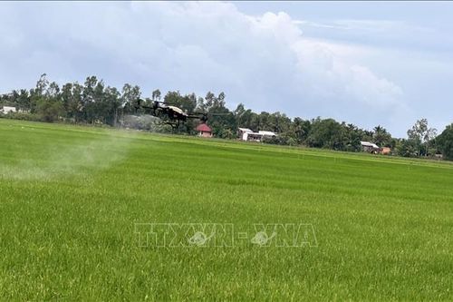 Các địa phương chủ động phòng trừ dịch bệnh trên cây trồng, vật nuôi