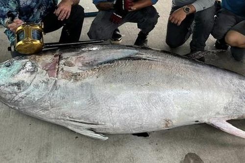 Ngư dân bắt được con cá ngừ khổng lồ nặng 306 kg trên biển