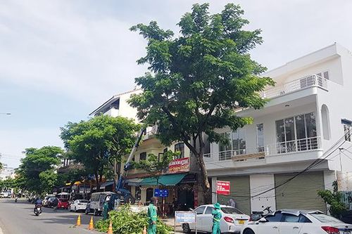 Đà Nẵng: Cắt tỉa gần 47.000 cây xanh ứng phó bão