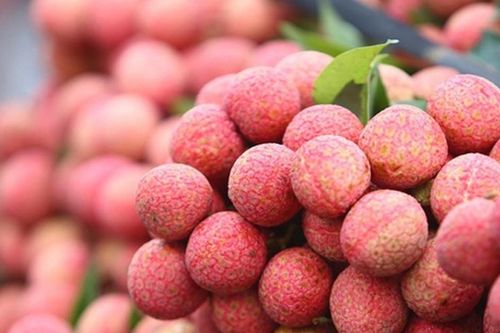 Vải thiều mất mùa, sản lượng xuất khẩu giảm mạnh