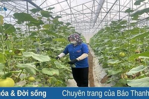 Xây dựng thương hiệu cho sản phẩm dưa vàng