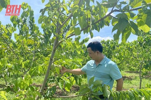 Tích tụ, tập trung đất đai để sản xuất quy mô lớn