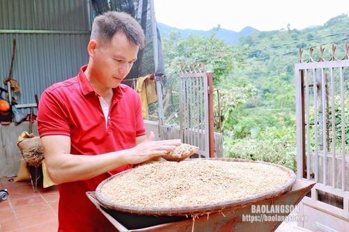 Hiệu quả kinh tế từ mô hình trồng lúa tẻ nương Hà Giang