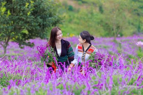 Fansipan rực rỡ với thảm hoa tím trải dài tới tận chân trời