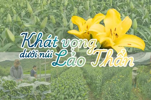 Khát vọng dưới núi Lảo Thẩn