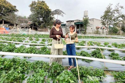Đẩy nhanh tiến độ quy hoạch xây dựng xã nông thôn mới