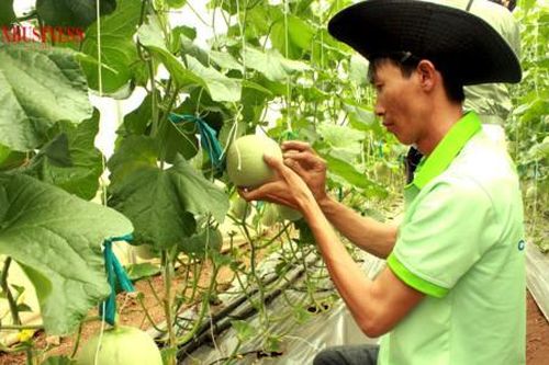 Gỡ khúc mắc để tăng thu hút doanh nghiệp đầu tư vào nông nghiệp xanh