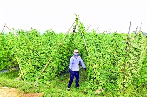 Cần cơ chế đột phá thu hút đầu tư nông nghiệp xanh