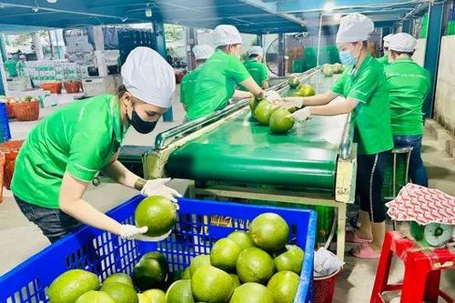 Phát triển nông nghiệp xanh còn nhiều điểm nghẽn