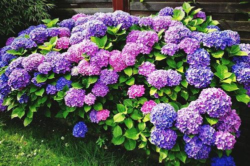 4 loại cây 'mê' giấm, thỉnh thoảng cho một chén là hoa nở kín cành
