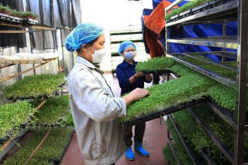 Thúc đẩy liên kết sản xuất - tiêu thụ nông sản