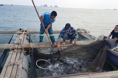 Thị xã Nghi Sơn (Thanh Hóa): Lao đao nghề nuôi cá lồng