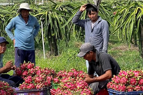Miền Tây: Khi trái cây rớt giá