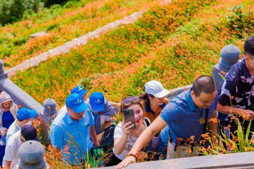 Hoa dơn thóc rực rỡ khoe sắc trên đỉnh Fansipan