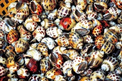Nuôi loài ốc được thương lái Trung Quốc săn đón, anh nông dân lãi hơn 1 tỷ/năm