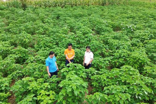 Nông dân vùng cao Hòa Bình thoát nghèo nhờ cây gai xanh