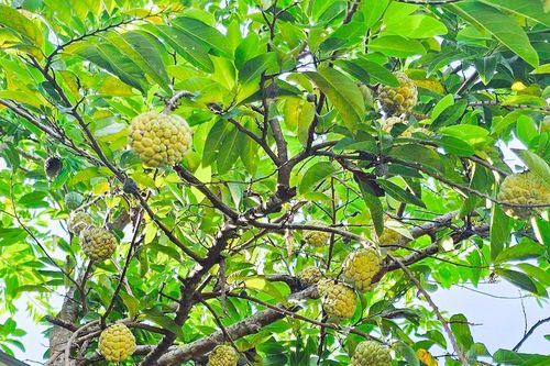 Thụ phấn bổ sung, ép na ra trái vụ, nông dân Nghệ An thu lãi khá