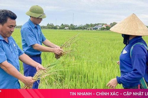 Khoảng 227 tấn thuốc bảo vệ thực vật hóa học được sử dụng mỗi năm