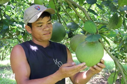 Quả bưởi của Việt Nam chính thức được phép nhập khẩu vào Hàn Quốc