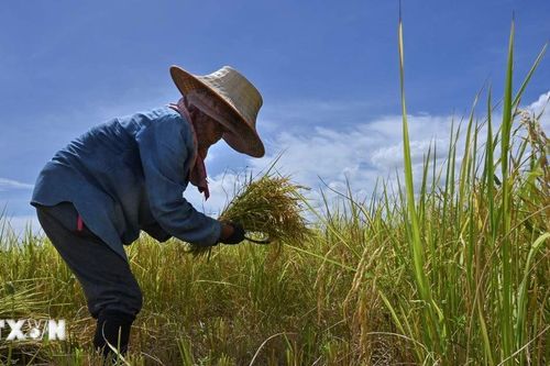 Thái Lan có thể không đạt mục tiêu xuất khẩu gạo năm 2025