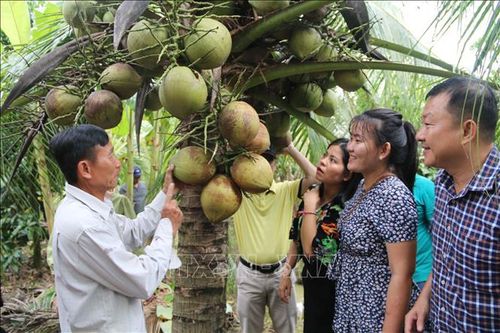 9 vùng trồng dừa sẵn sàng mọi điều kiện cho xuất khẩu