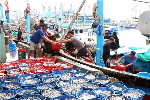 Ngư dân Ninh Thuận trúng lớn vụ cá Nam