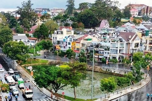 Đà Lạt đề xuất chặt hạ 108 cây thông ba lá để nâng cấp đường Hoàng Văn Thụ