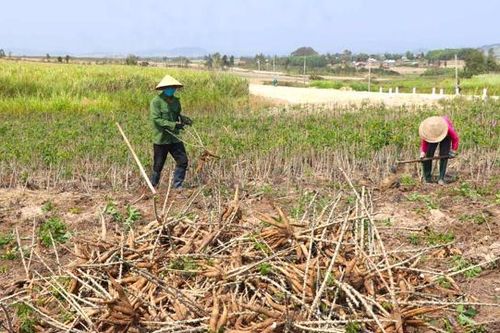 Những 'doanh nông' trẻ Việt Nam không ngừng sáng tạo, nâng tầm nông sản địa phương