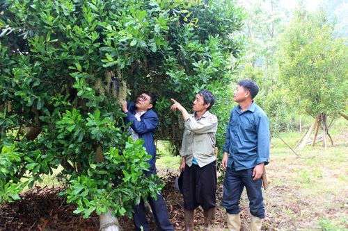 Mở rộng diện tích các loại cây trồng tiềm năng