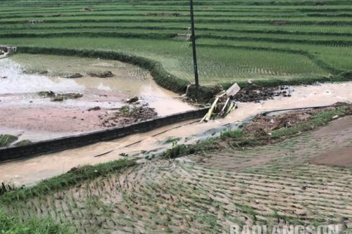 Trên 400 ha lúa, hoa màu bị ngập úng