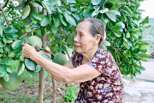 Cựu thanh niên xung phong làm kinh tế giỏi