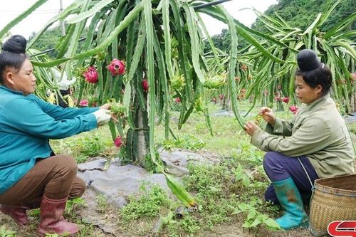 Tập trung hoàn thành mục tiêu xây dựng nông thôn mới