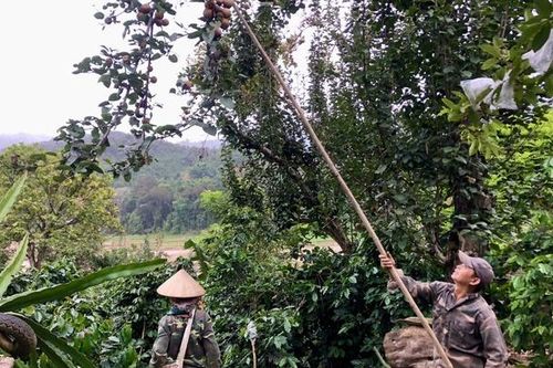 Mùa mắc coọc ở Mường Chanh