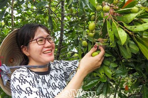 Mùa cà na chín rộ
