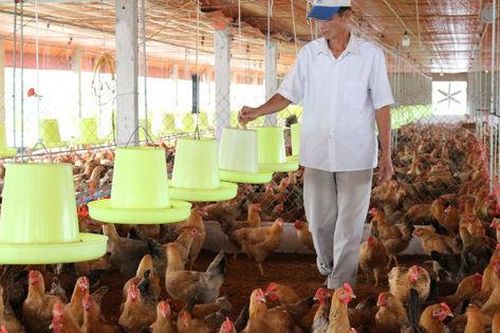 Hợp tác phát triển chuỗi giá trị chăn nuôi tại Việt Nam