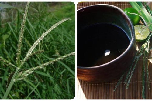 Cách sử dụng cỏ mần trầu tốt cho sức khỏe
