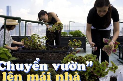 'Trồng rau trên mái nhà' trở thành xu hướng: Mỗi người thuê 1m2 đất cũng đủ rau ăn cả tuần