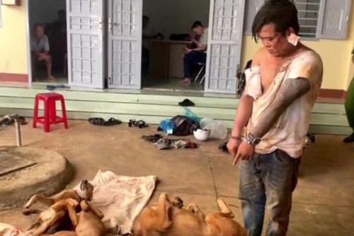 Đắk Lắk: Tạm giữ hình sự đối tượng trộm chó, đâm trọng thương chủ nhà