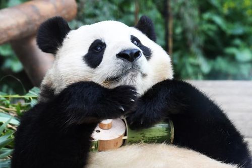 Fan Hàn Quốc giận dữ vì nhúm lông bị rụng trên lưng gấu trúc Fu Bao
