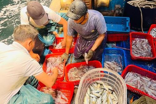 Quảng Bình: ngư dân trúng đậm mùa mực trên vùng vịnh Hòn La