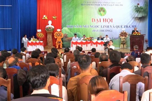 Quảng Nam thành lập Hội sâm Ngọc Linh và Hội quế Trà My